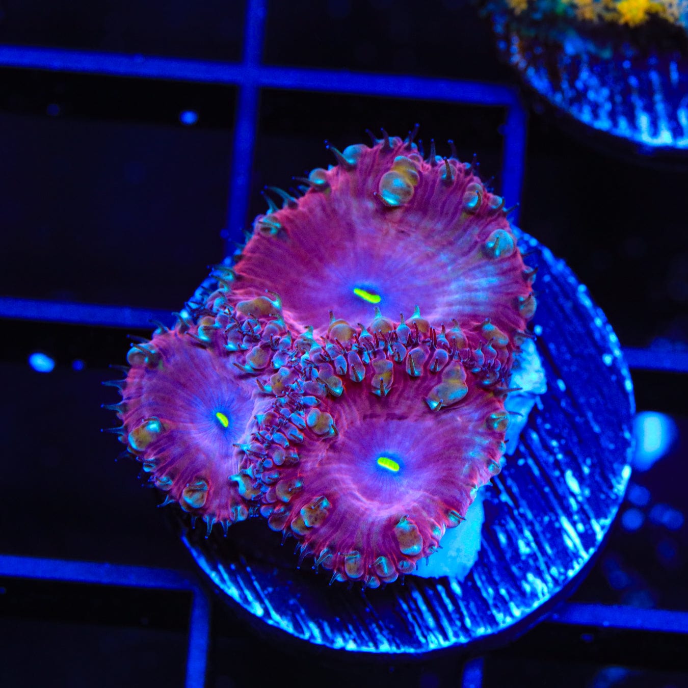 Cranberry Blastomussa Coral