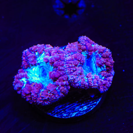 Cranberry Blastomussa Coral