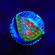 Crash Bandicoot Chalice Coral