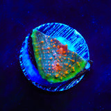 Crash Bandicoot Chalice Coral