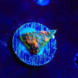Crash Bandicoot Chalice Coral