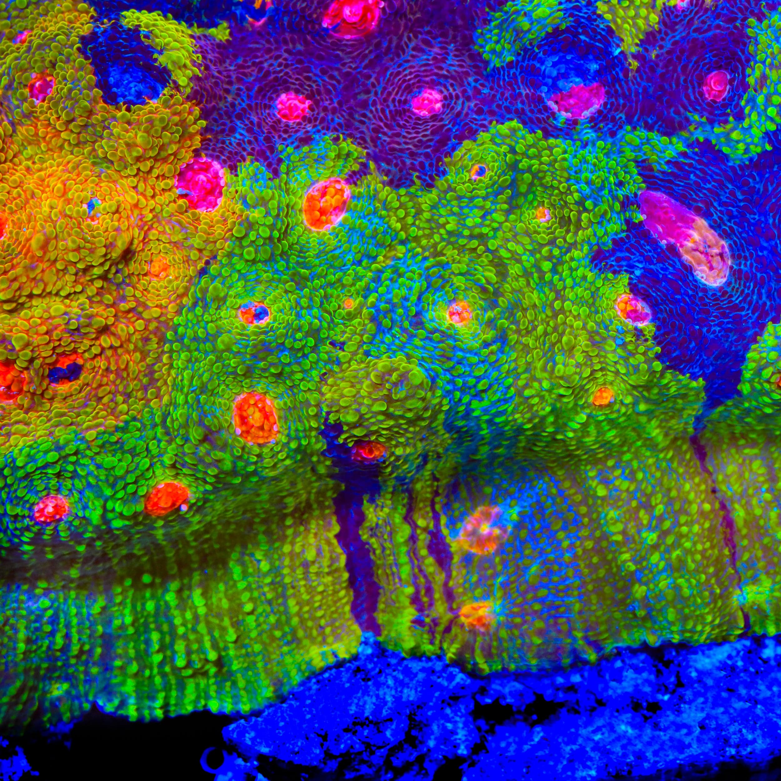 Crayola Meltdown Chalice Coral – Top Shelf Aquatics