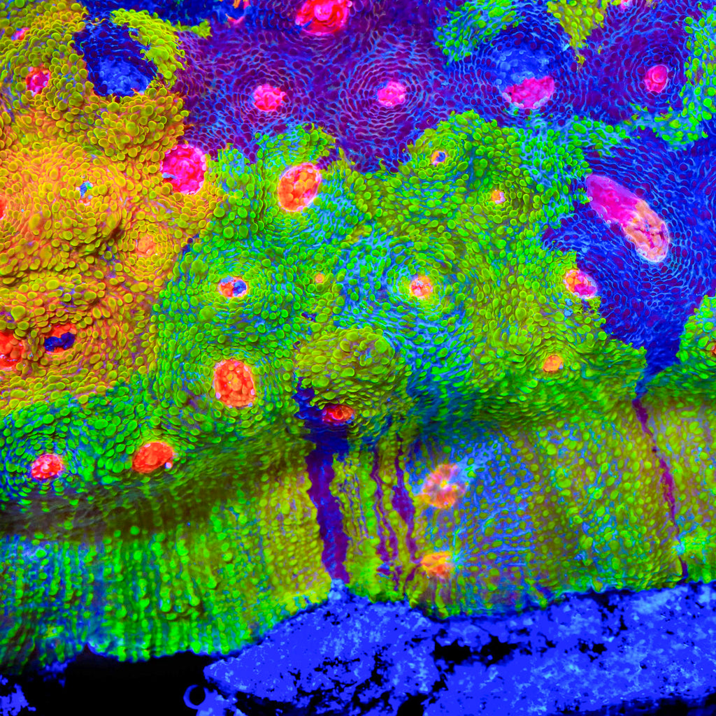 Crayola Meltdown Chalice Coral