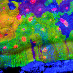 Crayola Meltdown Chalice Coral