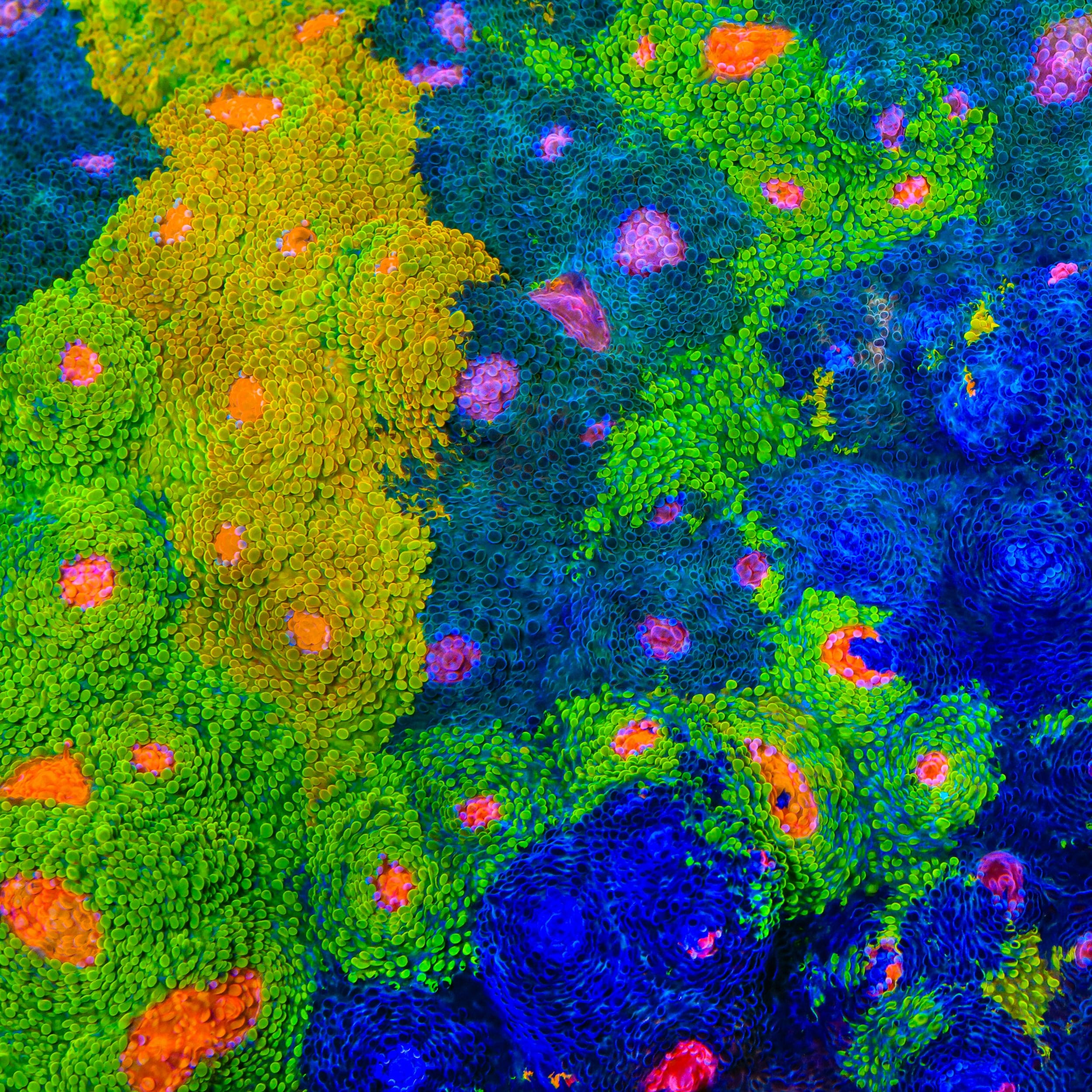 Crayola Meltdown Chalice Coral – Top Shelf Aquatics