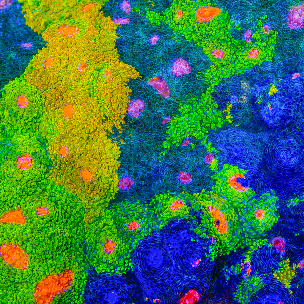 Crayola Meltdown Chalice Coral