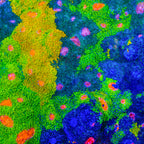 Crayola Meltdown Chalice Coral