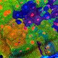 Crayola Meltdown Chalice Coral