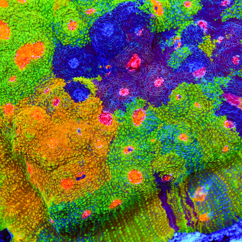 Crayola Meltdown Chalice Coral