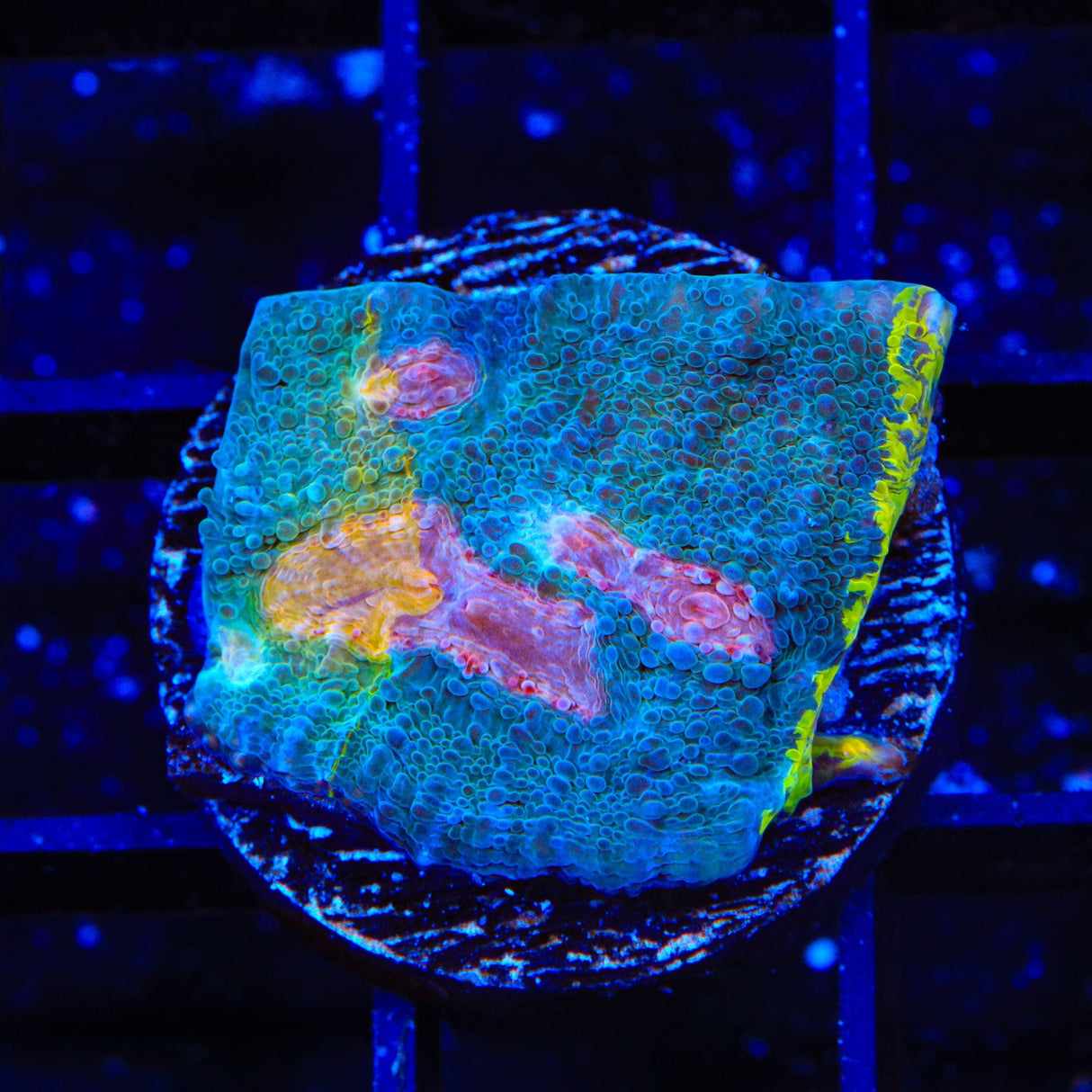 Crayola Meltdown Chalice Coral