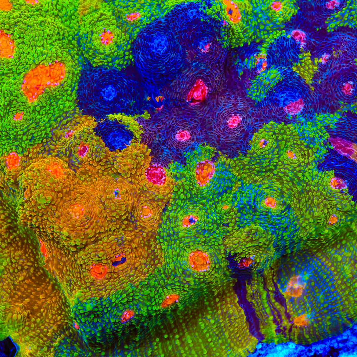 Crayola Meltdown Chalice Coral