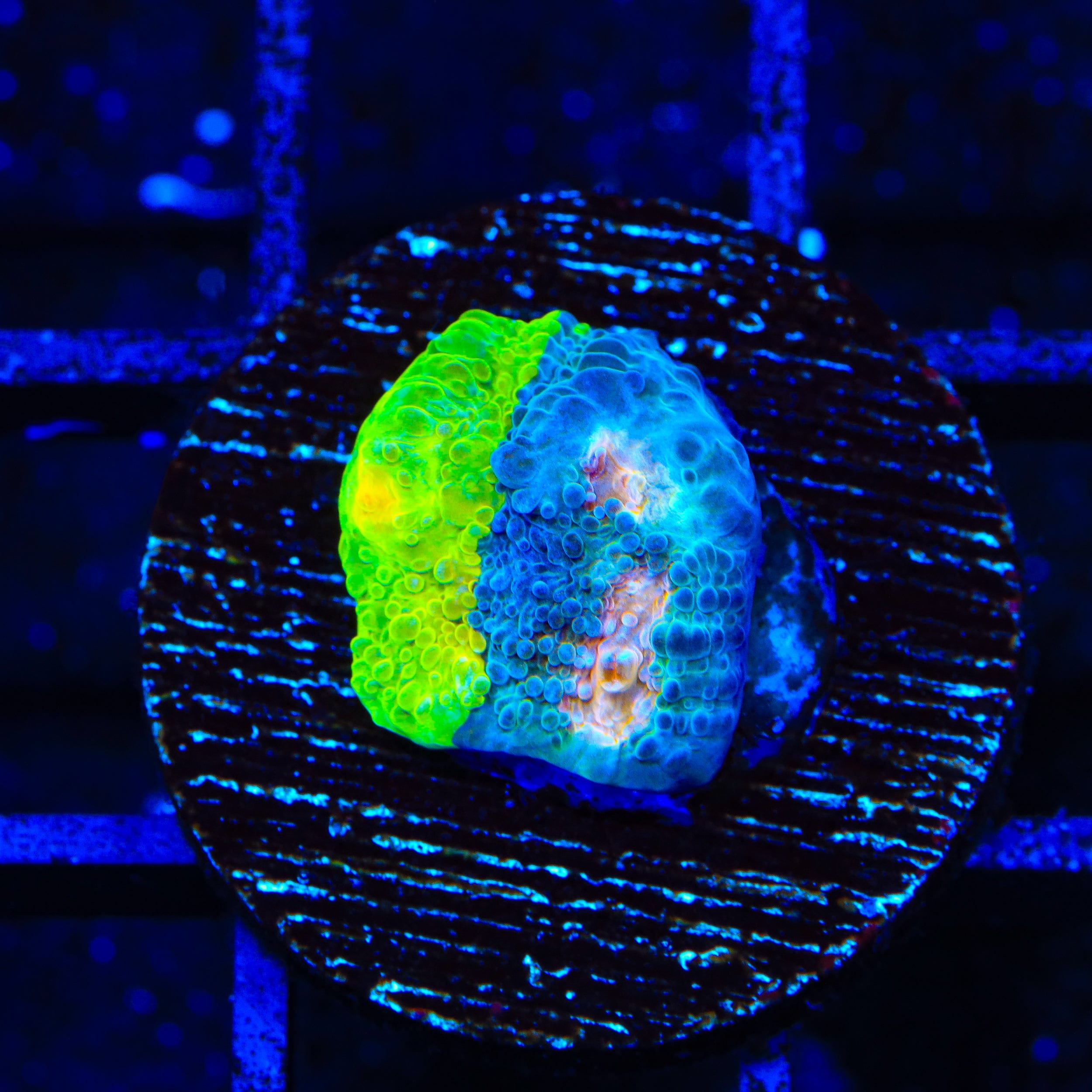 Crayola Meltdown Chalice Coral – Top Shelf Aquatics