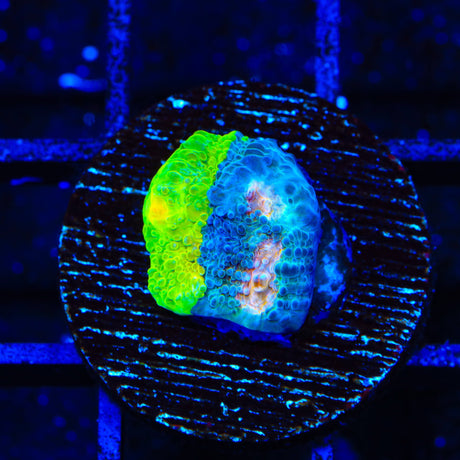 Crayola Meltdown Chalice Coral