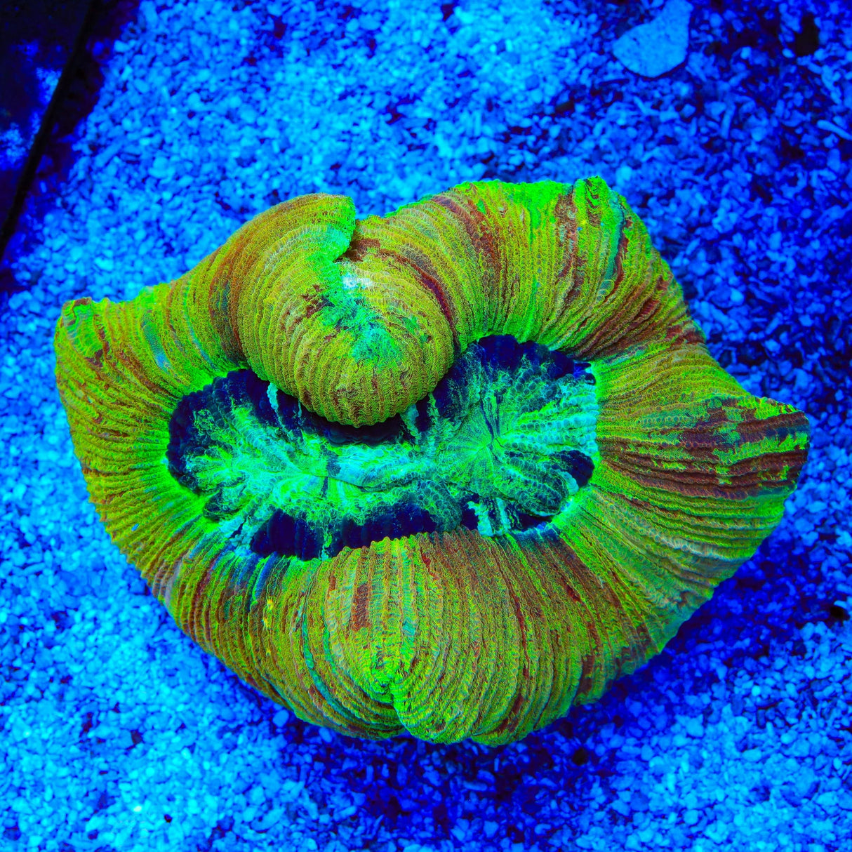 Crazy Rainbow Trachyphyllia Coral