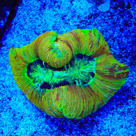 Crazy Rainbow Trachyphyllia Coral