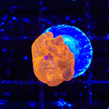 Crimson Mushroom Coral