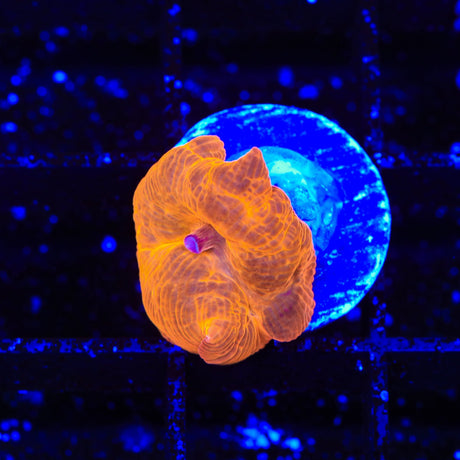 Crimson Mushroom Coral