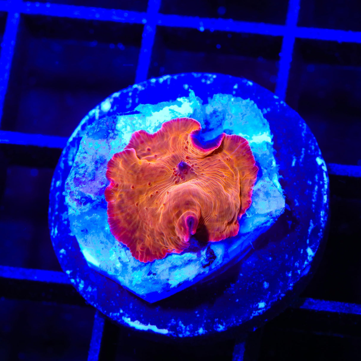 Crimson Mushroom Coral