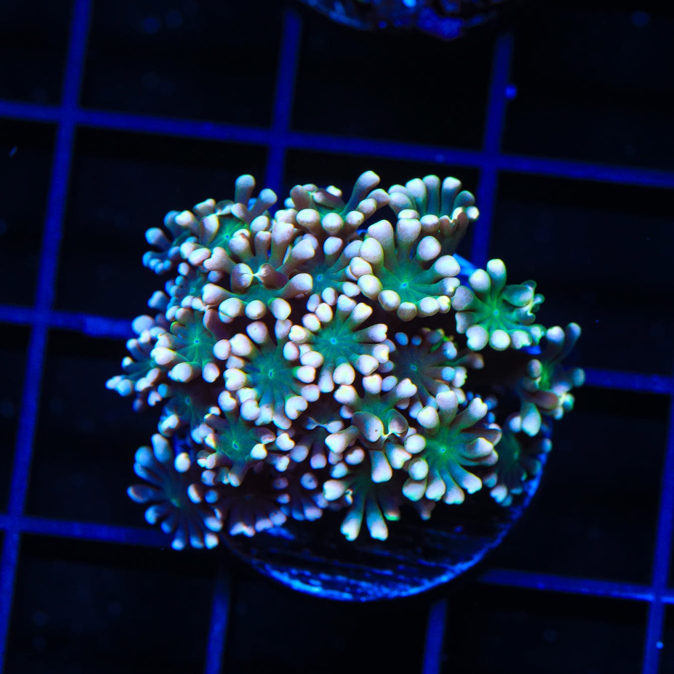 Crocodile Tears Alveopora Coral