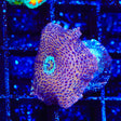 Crossfire Mushroom Coral