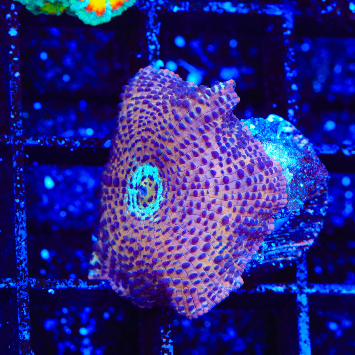 Crossfire Mushroom Coral