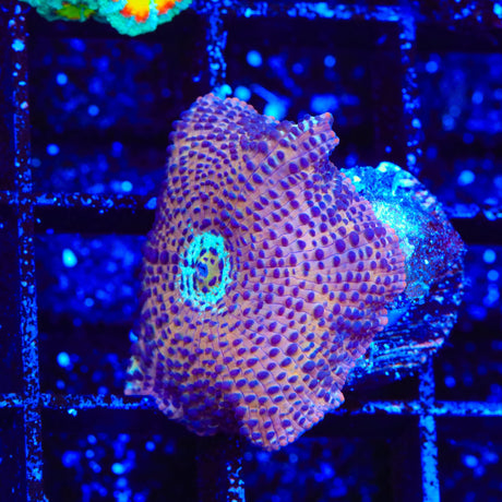 Crossfire Mushroom Coral