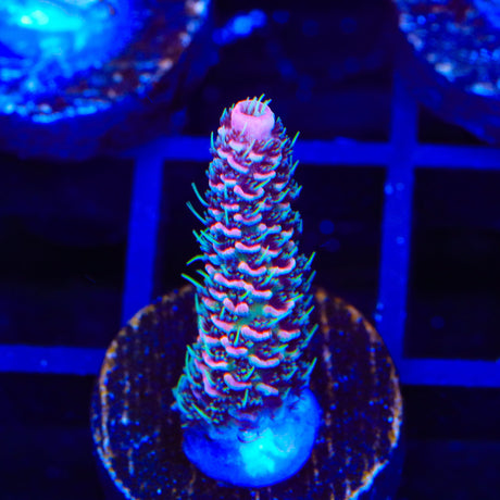 CRT Big Red Millepora Acropora Coral