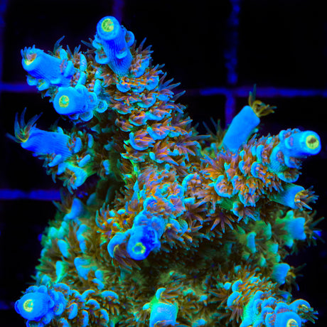 CRT Golden Eye Acropora Coral