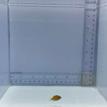 Cryptic Sixline Wrasse Fish