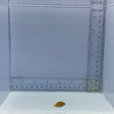 Cryptic Sixline Wrasse Fish