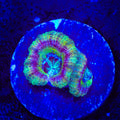 Crypto Deep Water Acan Coral
