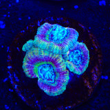 Crypto Deep Water Acan Coral