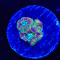 Crypto Deep Water Acan Coral