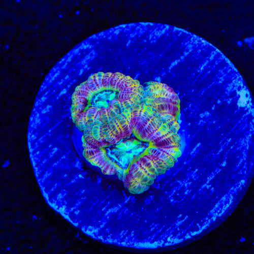 Crypto Deep Water Acan Coral