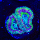 Crypto Deep Water Acan Coral
