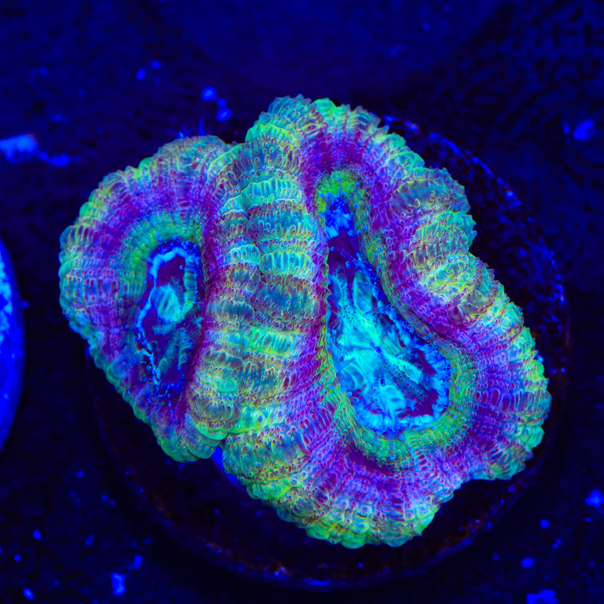 Crypto Deep Water Acan Coral
