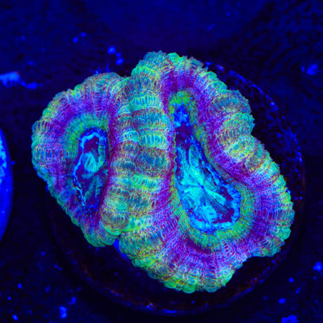 Crypto Deep Water Acan Coral