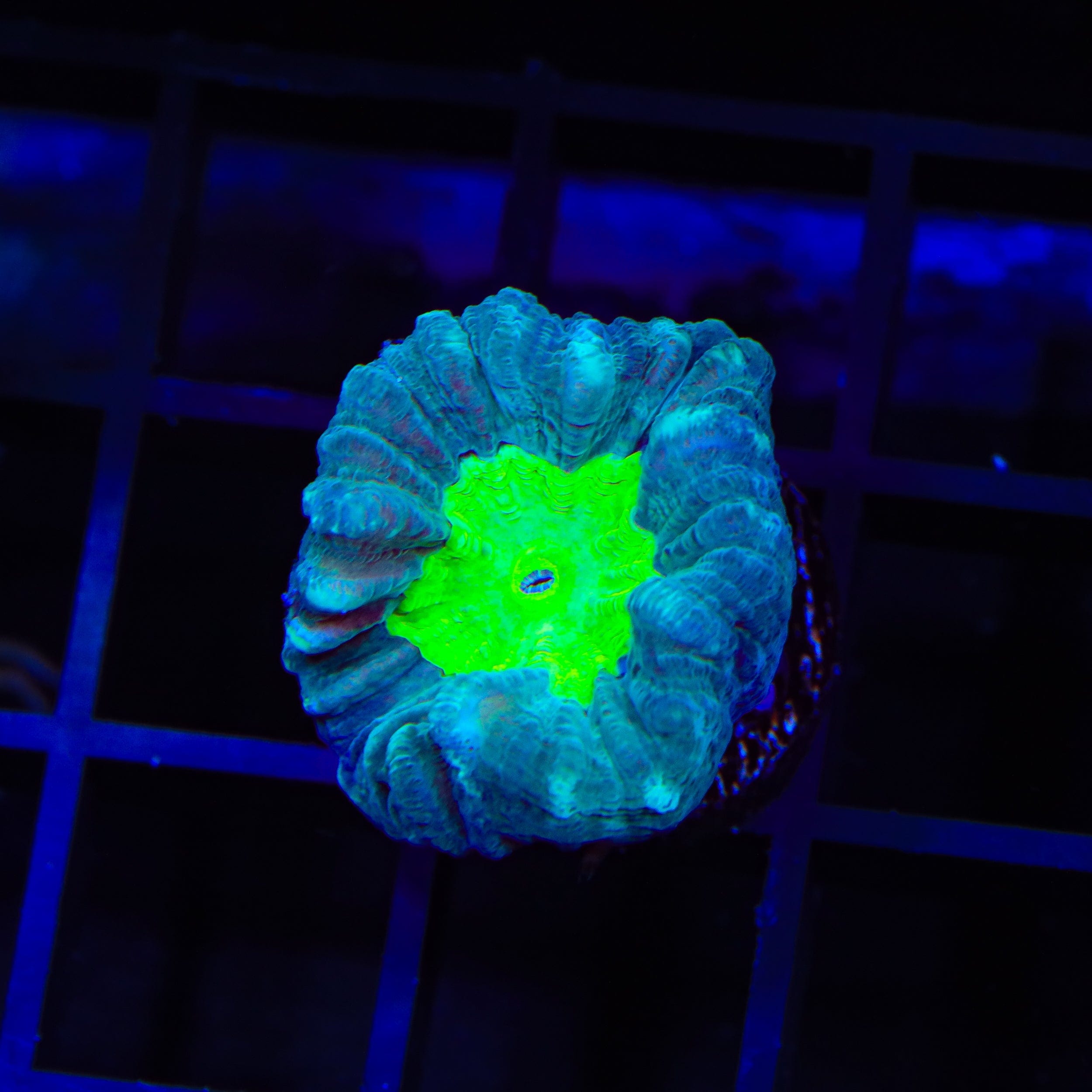 Cursed Candy Cane Coral