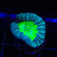 Cursed Eye Candy Cane Coral