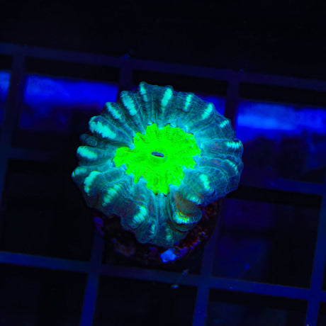 Cursed Eye Candy Cane Coral
