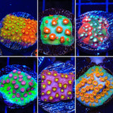 Cyphastrea Coral Pack