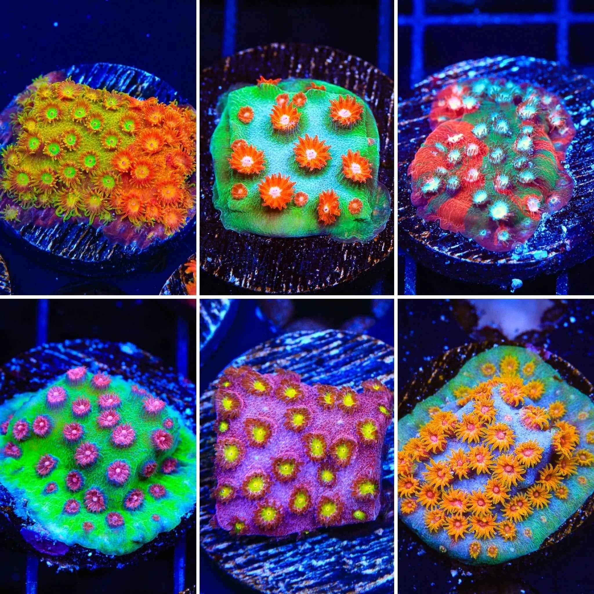 Cyphastrea Coral Pack