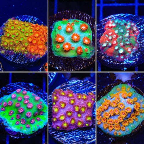 Cyphastrea Coral Pack