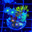 Daisy Cutter Combo Coral Zoanthids Coral