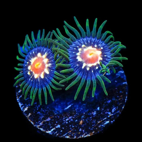 Daisy Cutter Zoanthids Coral