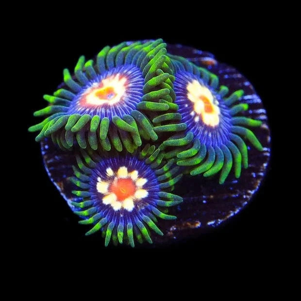 Daisy Cutter Zoanthids Coral