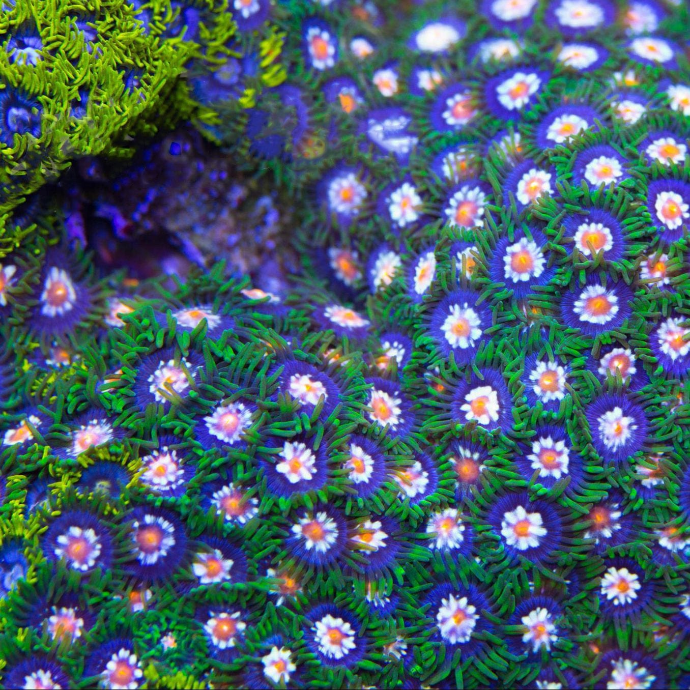 Daisy Cutter Zoanthids Coral