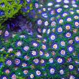 Daisy Cutters Zoanthids Coral