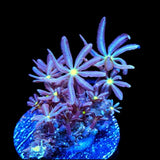 Daisy Polyps Coral