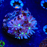 Daisy Polyps Coral